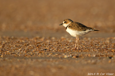Wilson's-Plover.jpg