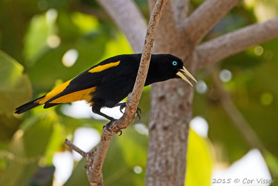 Yellow-Oriole.jpg