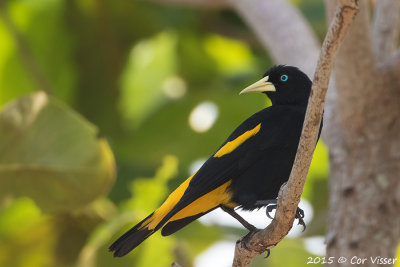 Yellow-Oriole-1.jpg