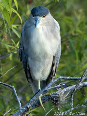 Black-crowned-Night-heron.jpg