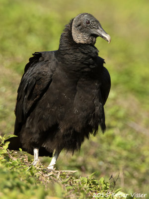 Black-Vulture.jpg