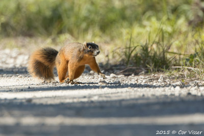 Fox-Squirrel.jpg