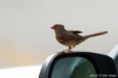 Northern-Cardinal.jpg