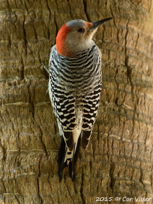 Red-bellied-Woodpecker.jpg