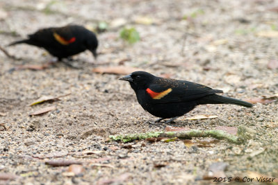 Red-winged-Blackbird.jpg