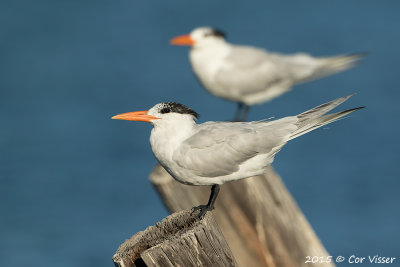 Royal-Tern.jpg
