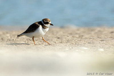 Semipalmated-Plover.jpg