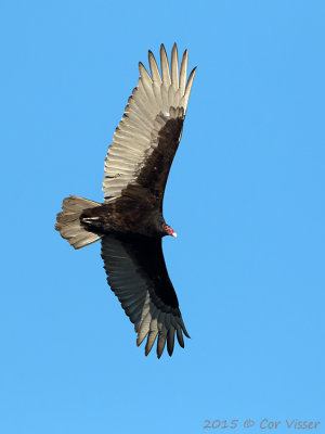 Turkey-Vulture.jpg