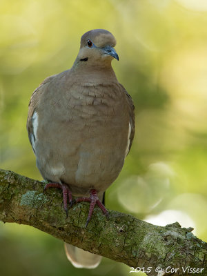 White-winged-Dove-2.jpg