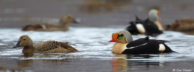 King Eider / Koningseider