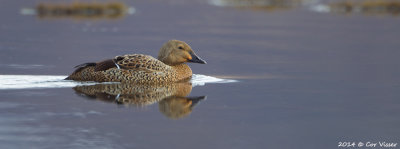King Eider / Koningseider