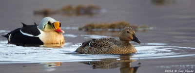 King Eider / Koningseider