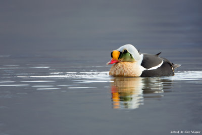 King Eider / Koningseider