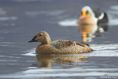 King Eider / Koningseider