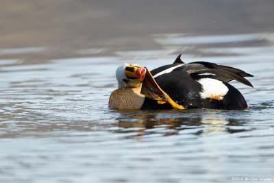 King Eider / Koningseider