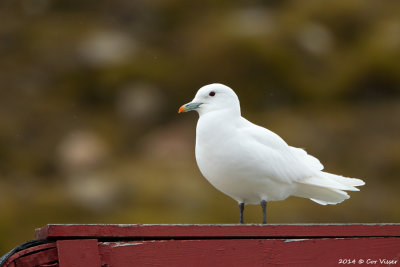 Ivory Gull / Ivoormeeuw
