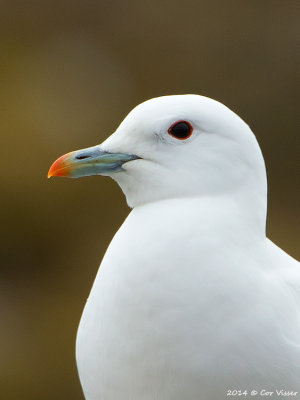 Ivory Gull / Ivoormeeuw