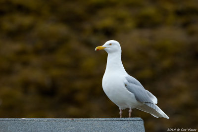 Glaucous gull / Grote Burgemeester