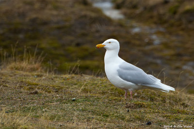 Glaucous gull / Grote Burgemeester