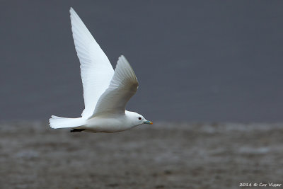 Ivory Gull / Ivoormeeuw