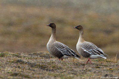 Pink-footed Goose / Kleine Rietgans