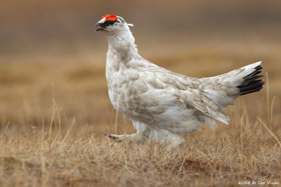 Rock Ptarmigan / Spitsbergen Sneeuwhoen