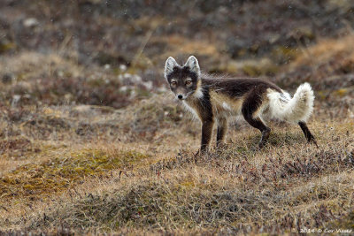 Arctic Fox / Poolvos