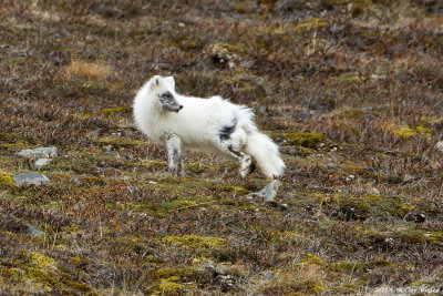 Arctic Fox / Poolvos