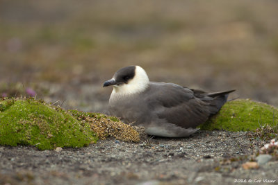 Parasitic jaeger / Kleine Jager