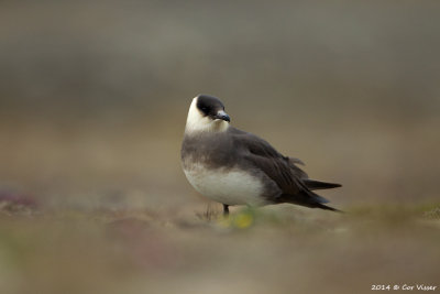 Parasitic jaeger / Kleine Jager