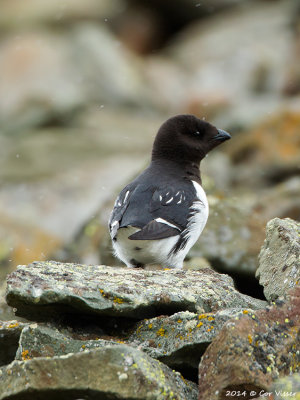 Little Auk / Kleine Alk