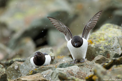 Little Auk / Kleine Alk