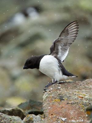 Little Auk / Kleine Alk