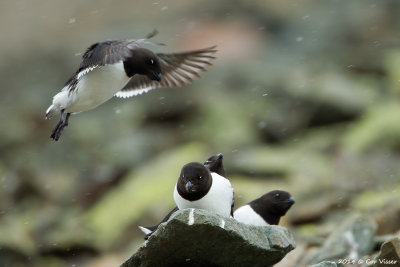 Little Auk / Kleine Alk