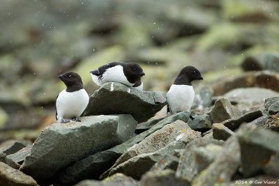 Little Auk / Kleine Alk