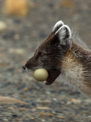 Arctic Fox / Poolvos