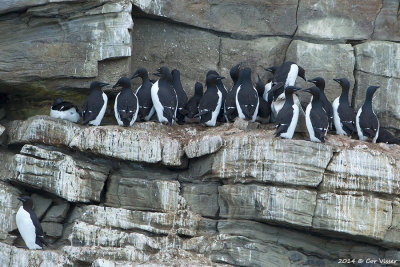 Thick-billed murre / Dikbekzeekoet