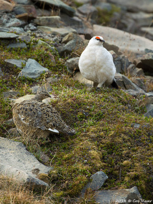 Rock Ptarmigan / Spitsbergen Sneeuwhoen