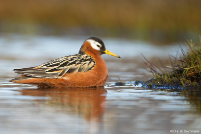 Red Phalarope / Rosse Franjepoot