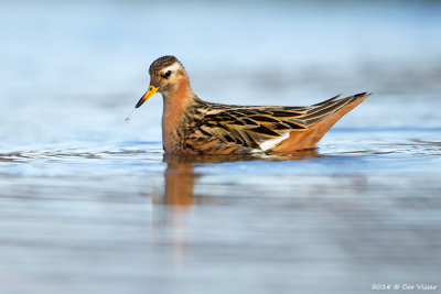 Red Phalarope / Rosse Franjepoot