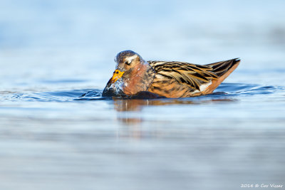 Red Phalarope / Rosse Franjepoot