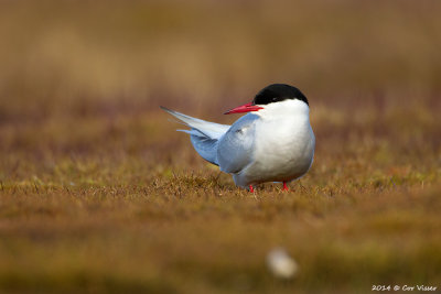 Arctic Tern / Noordse Stern