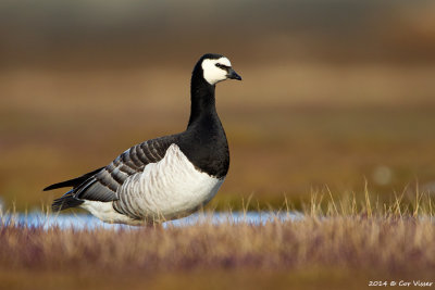 Barnacle Goose / Brandgans