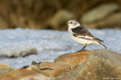 Snow Bunting / Sneeuwgors
