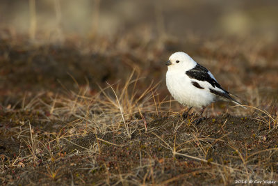 Snow Bunting / Sneeuwgors