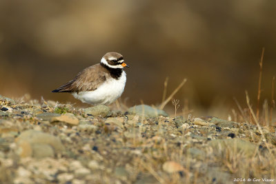 Common Ringed Plover / Bontbekplevier