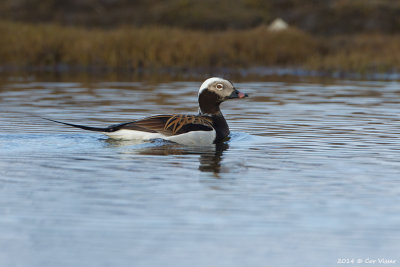 Long-tailed Duck / IJseend