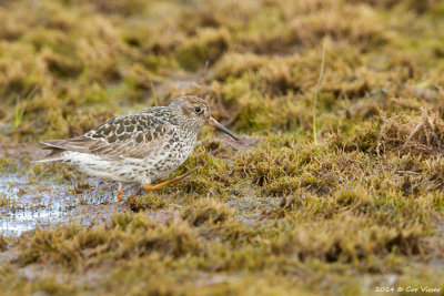Purple Sandpiper / Paarse Strandloper