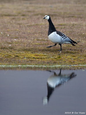 Barnacle Goose / Brandgans