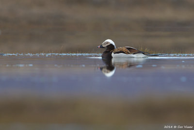 Long-tailed Duck / IJseend